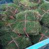 可供贵州校园风景区绿化马尼拉真草皮优缺点