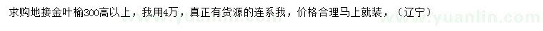 求购高300公分以上低接金叶榆