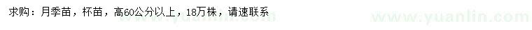 求购高60公分以上月季