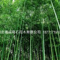 湖北窝竹毛竹篮竹6哪里好/哪家便宜