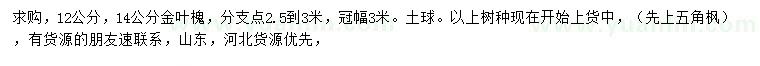 求购12、14公分金叶槐