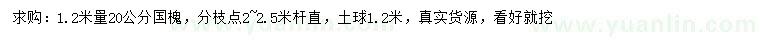 求购1.2米量20公分国槐