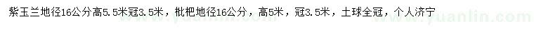 求购16公分紫玉兰、枇杷