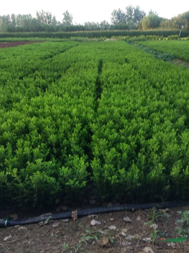 江苏沭阳黄杨基地图片