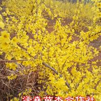 连翘苗原产地=1米连翘苗=连翘苗种植基地批发价格