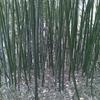常年大量供应绿化工地用竹子刚竹元竹毛竹斑竹水竹