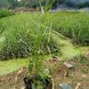 可供广西柳州水生植物|柳州水生植物批发|芦苇