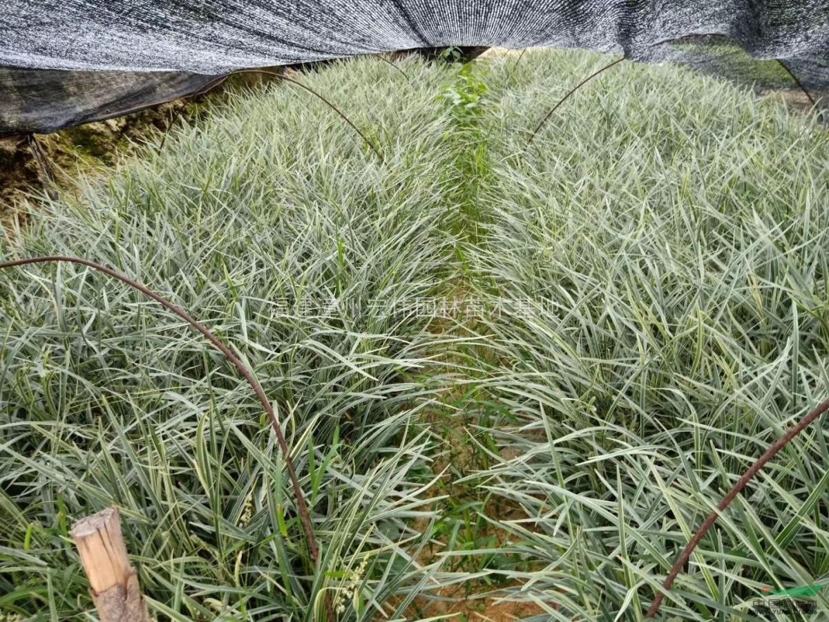 大量低价供应银边沿阶草,沿阶草