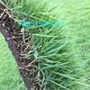 哪里有三叶草马蹄金种子价格狗牙根结缕草的繁殖方法