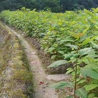 供应：池杉苗/杉木苗/马尾松小苗/青枫小苗/红叶石楠苗/木荷