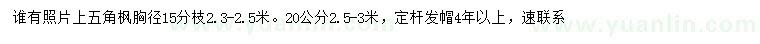 求购胸径15、20公分五角枫