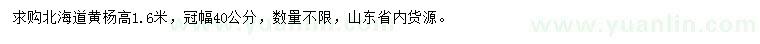 求购高1.6米北海道黄杨