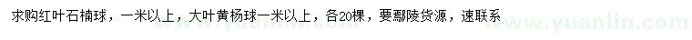 求购1米以上红叶石楠球、大叶黄杨球