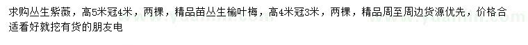 求购高5米丛生紫薇、高4米丛生榆叶梅