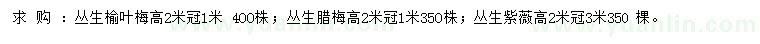 求购丛生榆叶梅、丛生腊梅、丛生紫薇