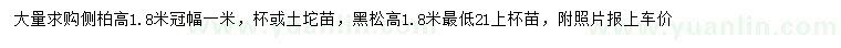 求购高1.8米黑松、侧柏