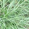  草坪种子：高羊毛，早熟禾，四季青，黑麦草，马泥拉，白三叶，