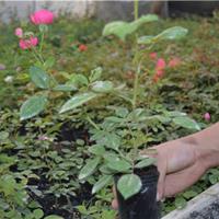 江苏【绿康态苗木供应】茶香型大花月季