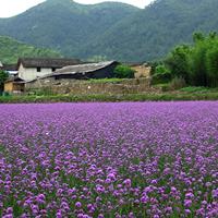 紫色花卉种子 阔叶马鞭草 柳叶马鞭草  