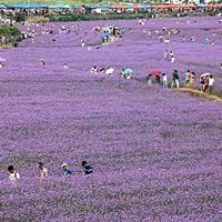 柳叶马鞭草种子  马鞭草花海  