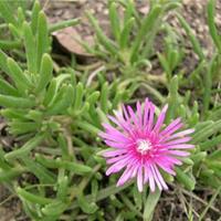 松叶菊种子     9月秋播  早春3-5月 开花  