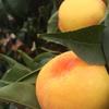水果芒果桃种植