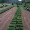 安徽滁州地区供应低价优质马尼拉草坪