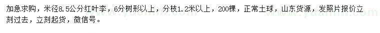 求购米径8.5公分红叶李