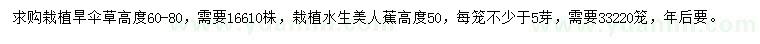 求购高度60-80公分旱伞草、50公分水生美人蕉