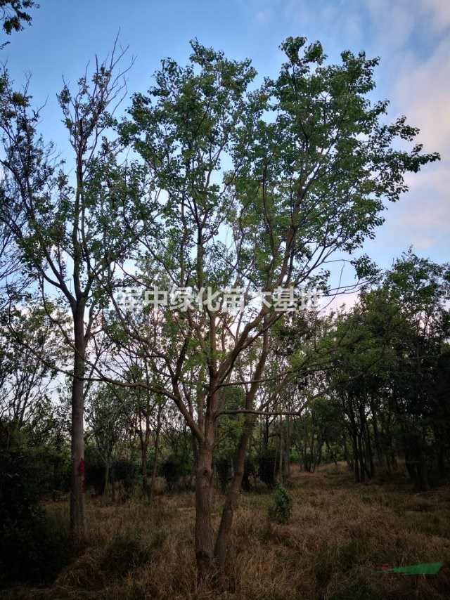 叢生烏桕3一12米高,獨杆烏桕基地1一40價格/圖片產地