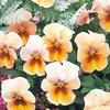 雨洁花卉种子 三色堇角堇多品种含19年秋播新品 耐寒草花花种