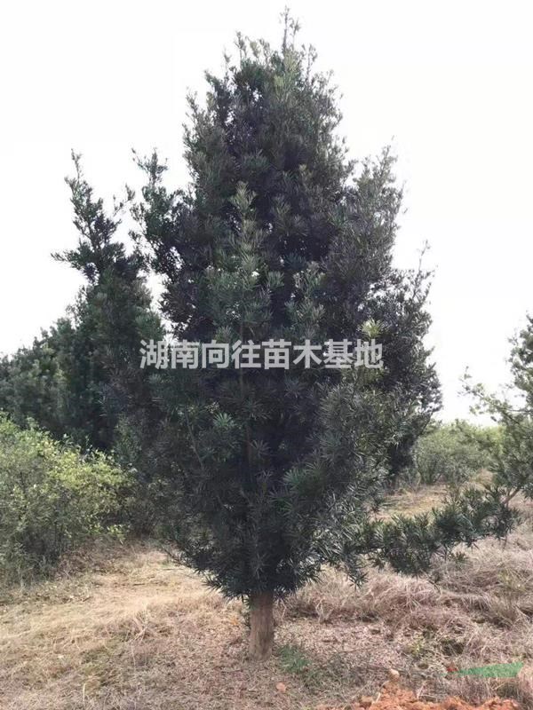 湖南羅漢松價格 今年長沙羅漢松批發價格怎么樣 精品羅漢松批
