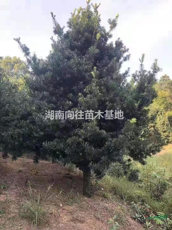 湖南羅漢松價格 今年長沙羅漢松批發價格怎么樣 精品羅漢松批