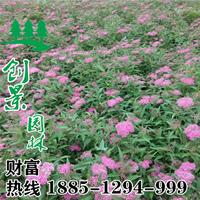 常年供应优质红花绣线菊、品种*、移栽成活率高