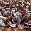 红叶甜菜 冬季耐寒观赏花卉 基地直销量大价优