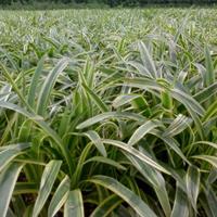 甘肃地区可以栽植金边麦冬吗？