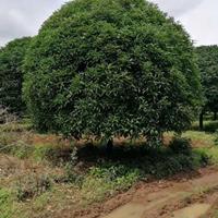 大小规格广西桂花 可供*桂花 可供广东桂花 桂花树价格基地