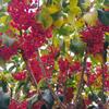 大叶丝棉木——具有丰富色彩感的落叶乔木树种