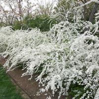 喷雪花价格哪里便宜 今年我苗圃批发喷雪花报价便宜 浙江喷雪花