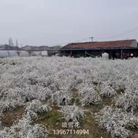 浙江喷雪花 介绍/特征/用途