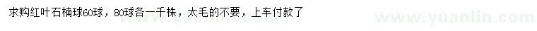 求购60、80公分红叶石楠球