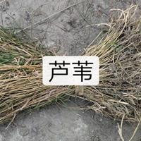 各种水生植物 芦苇 荻 芦竹