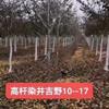 高杆染井吉野早晚樱花分枝0.8--2米