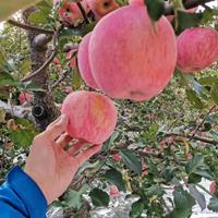 苹果树盆栽 红富士苹果树桩 嫁接果树苗批发