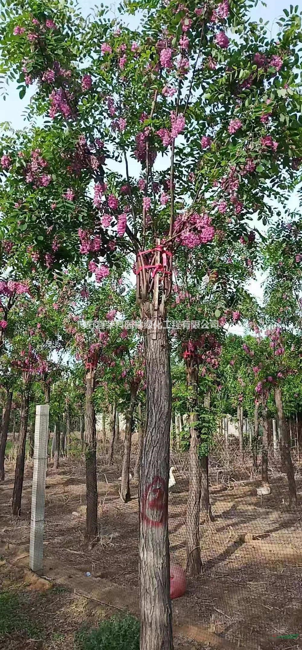 河北香花槐图片