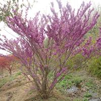 丛生紫荆价格_丛生紫荆产地_丛生紫荆绿化苗木苗圃基地