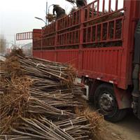 出售玉露香梨树苗 玉露香梨树苗价格 玉露香梨树苗报价