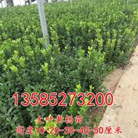 供应大叶黄杨苗高度10-20-30-40厘米大叶黄杨色块苗价