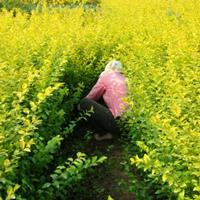 江苏大量供应金叶女贞，金叶女贞价格，供应优质金叶女贞苗