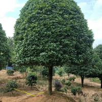 供应2019湖南苗木价格，湖南桂花报价，桂花采购，精品桂花价